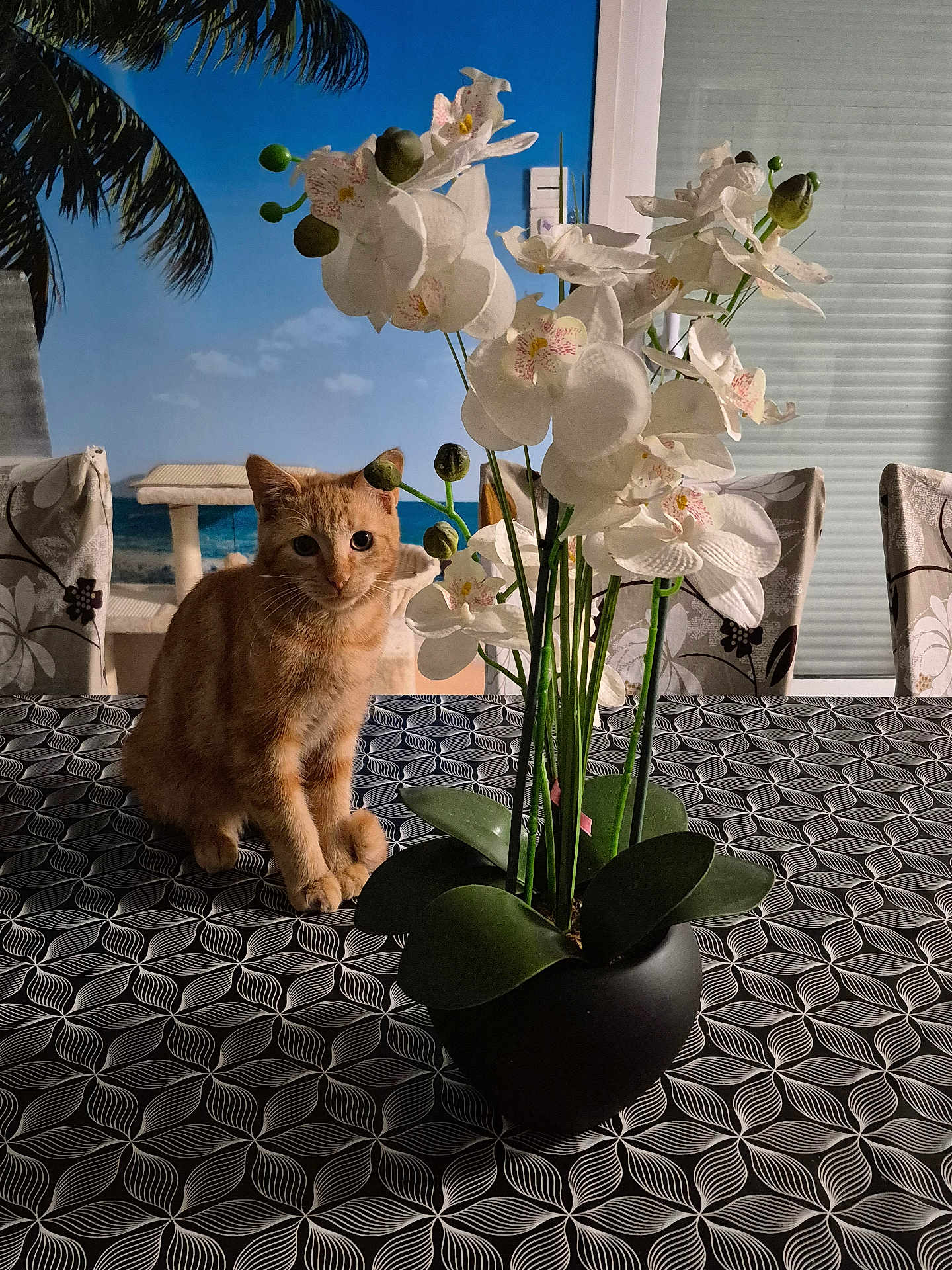 Coocky participe au concours pour gagner de l'argent avec cette photo : cat, ginger_cat, flower_pot, orchids, tablecloth, indoor, patterned, plant, green_leaves, white_flowers, curious, pet, feline, decor, tropical_backdrop, chairs, window_blinds, home, animal, sitting