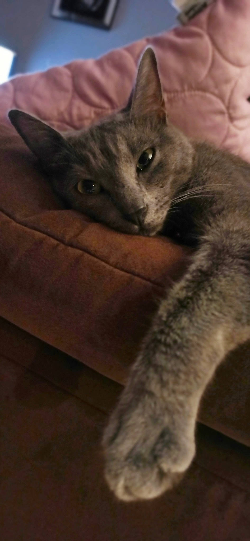 Oya participe au concours pour gagner de l'argent avec cette photo : asian, british_shorthair, carnivore, cat, chartreux, domestic_short_haired_cat, european_shorthair, felidae, german_rex, kitten, korat, mammal, nebelung, polydactyl_cat, russian_blue, small_to_medium_sized_cats, snout, tail, whiskers