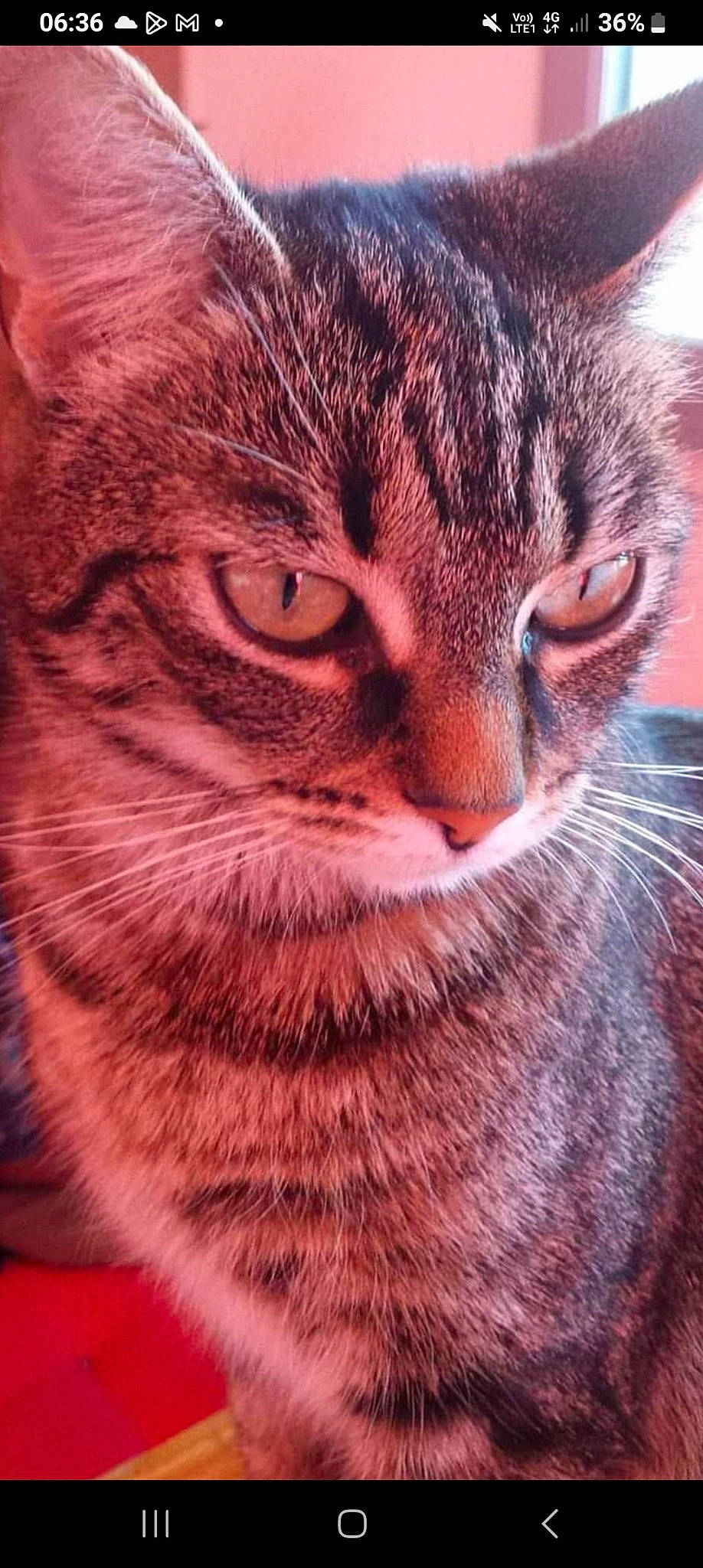 Titoune participe au concours pour gagner de l'argent avec cette photo : carnivore, cat, close_up, domestic_short_haired_cat, eye, felidae, fur, grass, iris, sky, small_to_medium_sized_cats, snout, terrestrial_animal, whiskers, wildlife