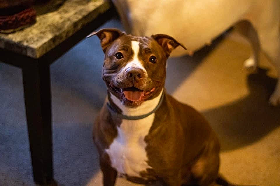 Myah is registered to the contest to win money with this photo: canidae, carnivore, collar, companion_dog, dog, dog_breed, dog_collar, fawn, flooring, hardwood, non_sporting_group, pet_supply, sporting_group, stool, table, terrier, whiskers, wood, working_animal, working_dog