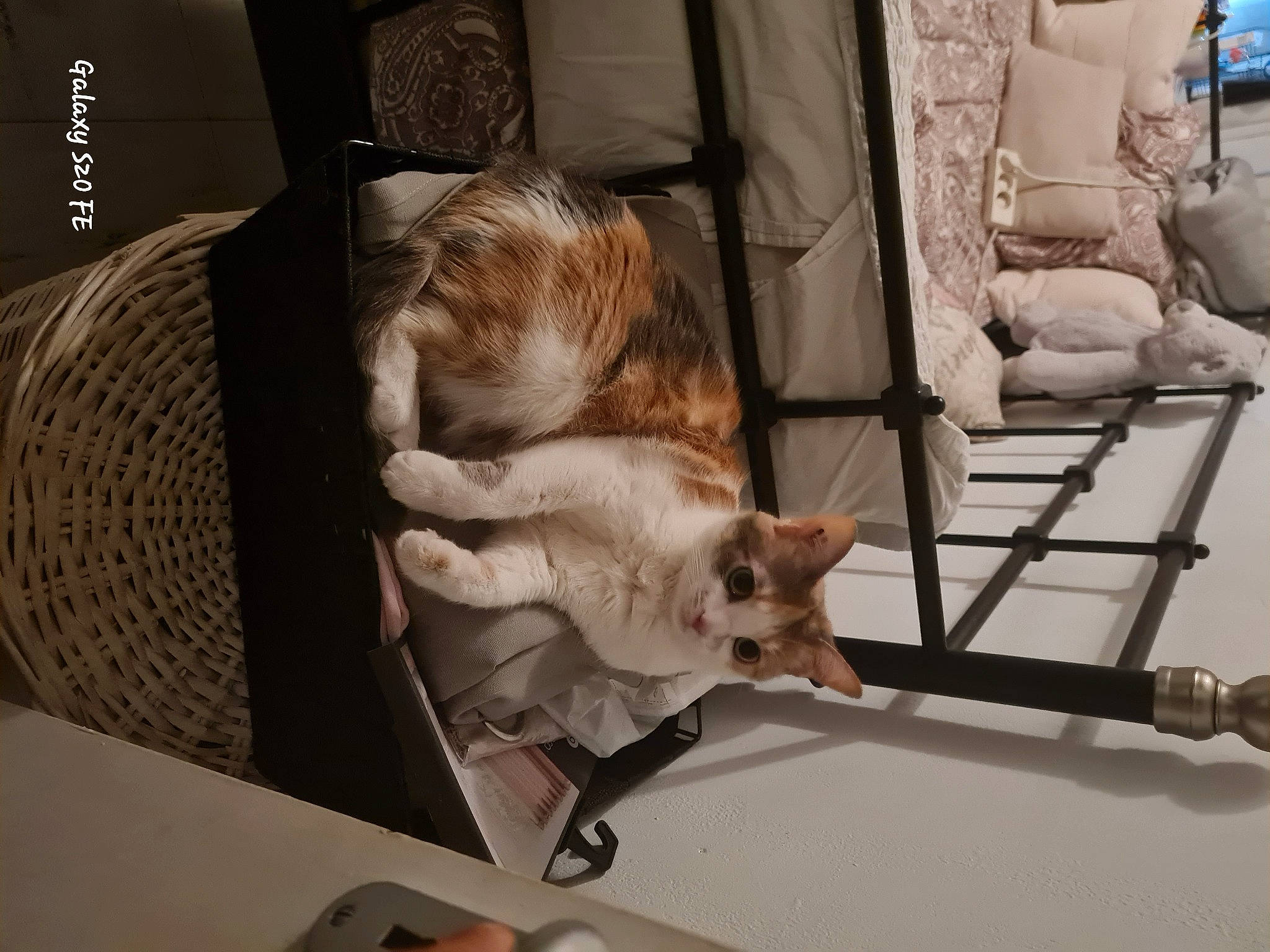 Aria a rejoint le concours — aidez-le/la à gagner de superbes lots ! armrest, canidae, carnivore, cat, chair, comfort, companion_dog, dog_breed, fawn, felidae, flooring, fur, hardwood, room, sitting, small_to_medium_sized_cats, sporting_group, tail, whiskers, wood