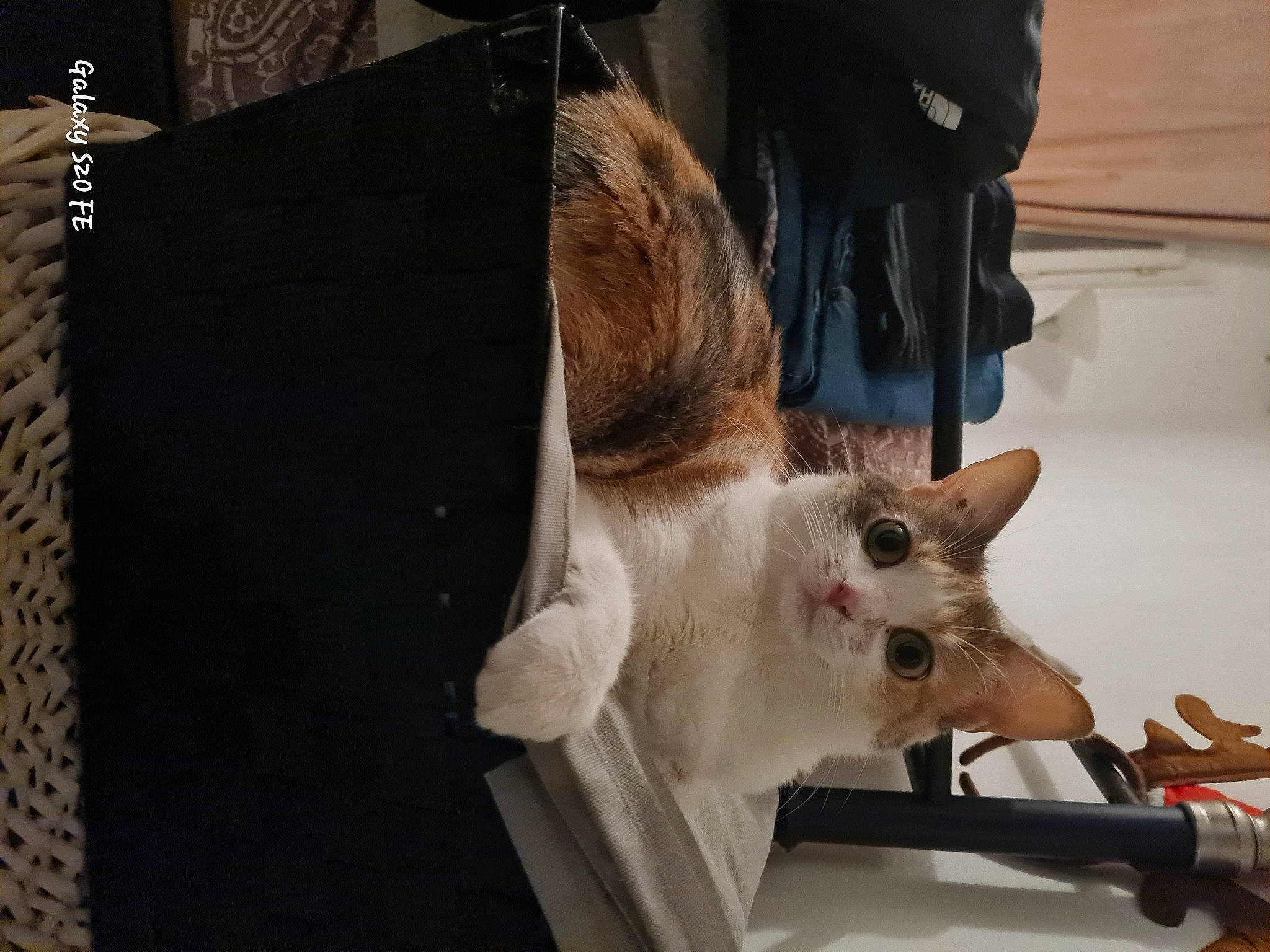 Aria a rejoint le concours — aidez-le/la à gagner de superbes lots ! carnivore, cat, claw, collar, domestic_short_haired_cat, event, fawn, felidae, foot, fur, metal, pet_supply, rectangle, small_to_medium_sized_cats, tail, whiskers, wood