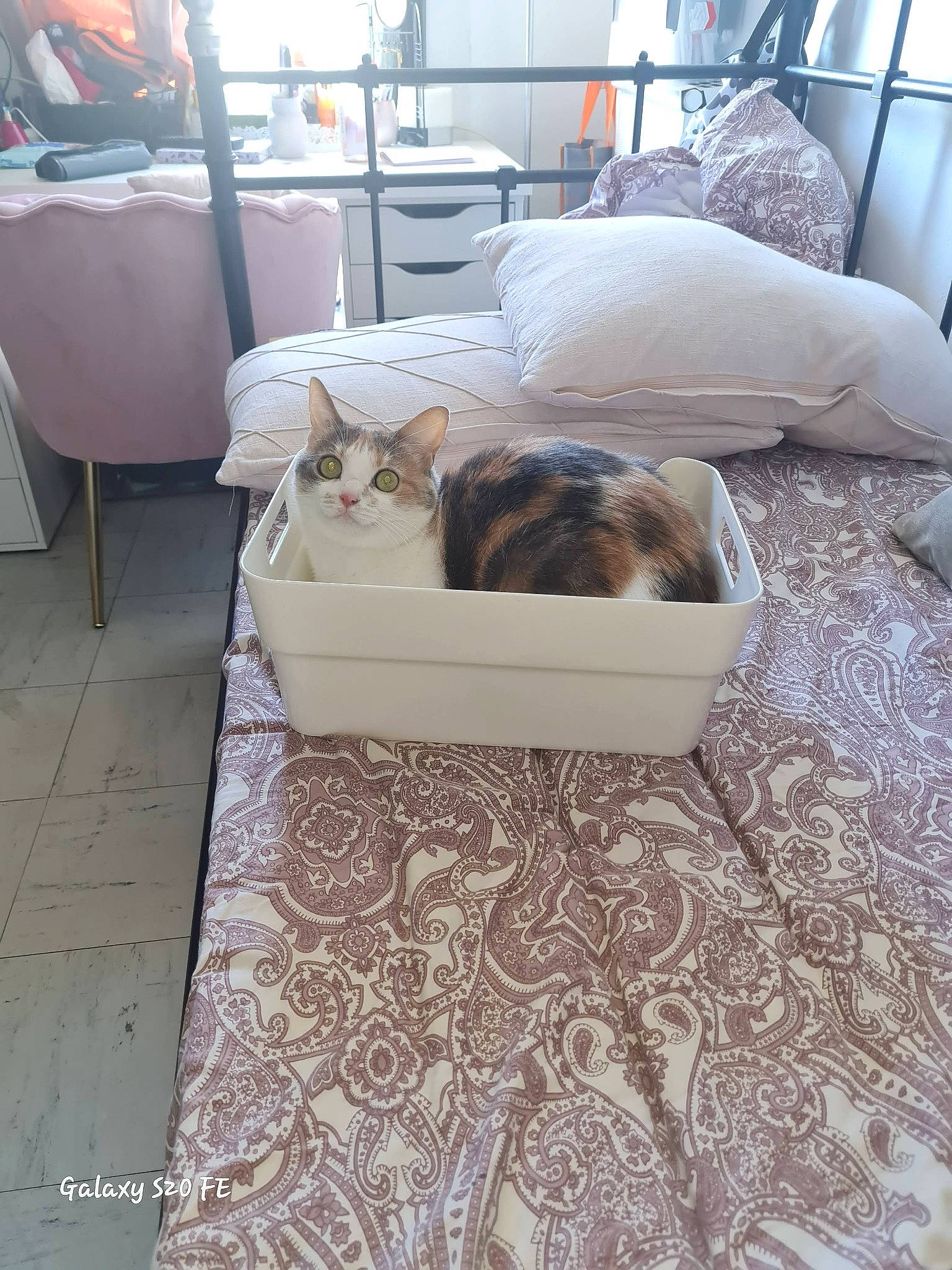 Aria a rejoint le concours — aidez-le/la à gagner de superbes lots ! canidae, carnivore, carpet, comfort, companion_dog, dog, dog_breed, fawn, felidae, floor, flooring, furniture, hardwood, interior_design, living_room, property, room, small_to_medium_sized_cats, sporting_group, wood