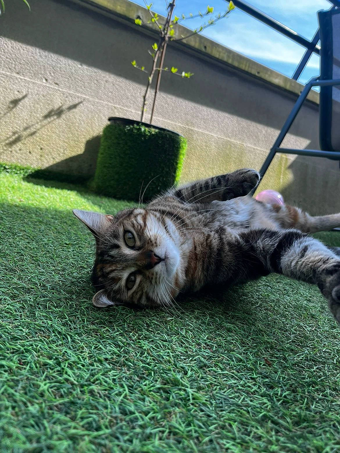 Savana participe au concours pour gagner de l'argent avec cette photo : asphalt, canidae, carnivore, cat, claw, domestic_short_haired_cat, felidae, flooring, fur, grass, mammal, paw, plant, road_surface, small_to_medium_sized_cats, snout, soil, tail, terrestrial_animal, whiskers