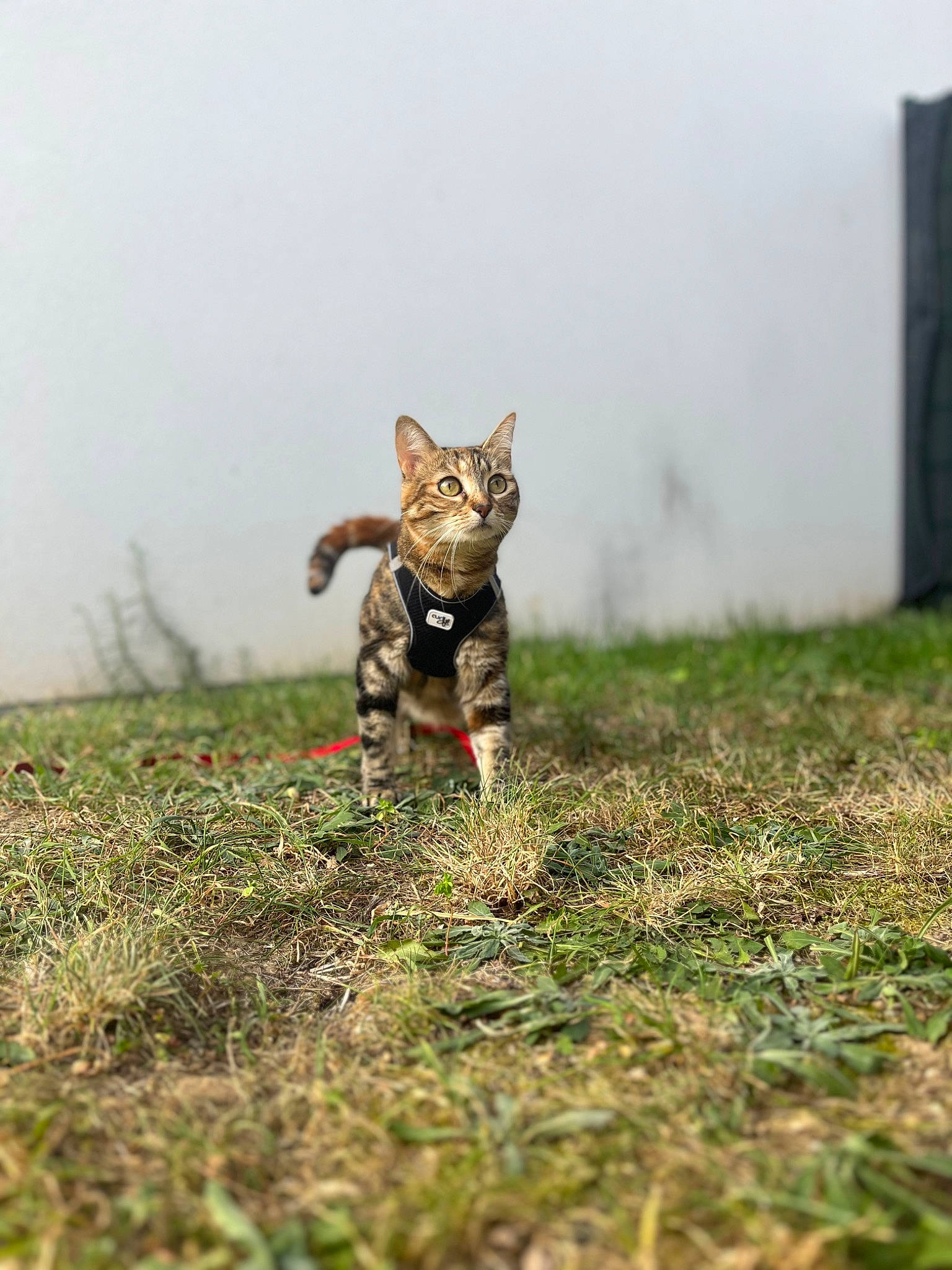 Savana a rejoint le concours — aidez-le/la à gagner de superbes lots ! art, canidae, carnivore, cat, dog_breed, domestic_short_haired_cat, fawn, felidae, fur, grass, grassland, pasture, plant, sky, small_to_medium_sized_cats, soil, tail, terrestrial_animal, whiskers, wood