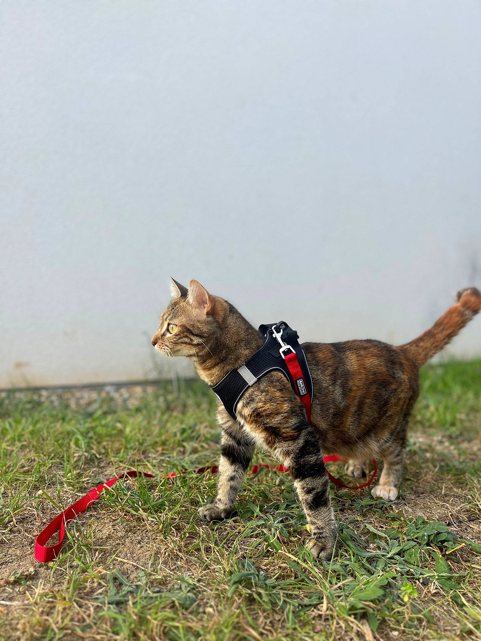 Savana participe au concours pour gagner de l'argent avec cette photo : canidae, carnivore, cat, collar, domestic_short_haired_cat, felidae, fur, grass, grassland, leash, plant, sky, small_to_medium_sized_cats, tail, terrestrial_animal, whiskers, wildlife