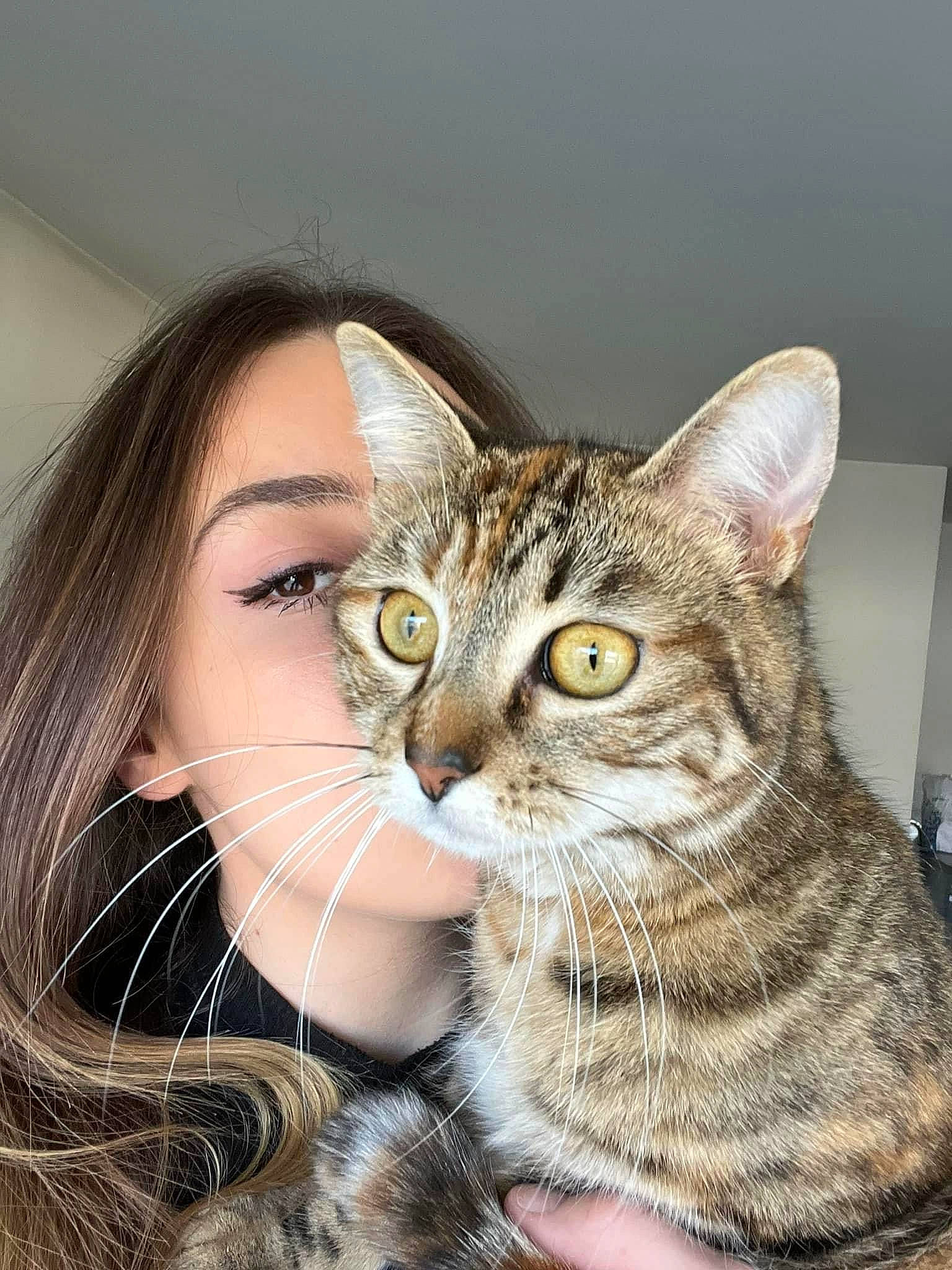 Savana a rejoint le concours — aidez-le/la à gagner de superbes lots ! art, carnivore, cat, domestic_short_haired_cat, eyelash, fawn, felidae, fur, gesture, grass, happy, iris, small_to_medium_sized_cats, snout, whiskers, wildlife