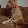 dog, brown_couch, red_collar, indoor, pet, canine, seated, living_room, furniture, door, wall_art, relaxed, side_view, medium_sized_dog, domestic_animal, companion, household, resting, animal_portrait, casual