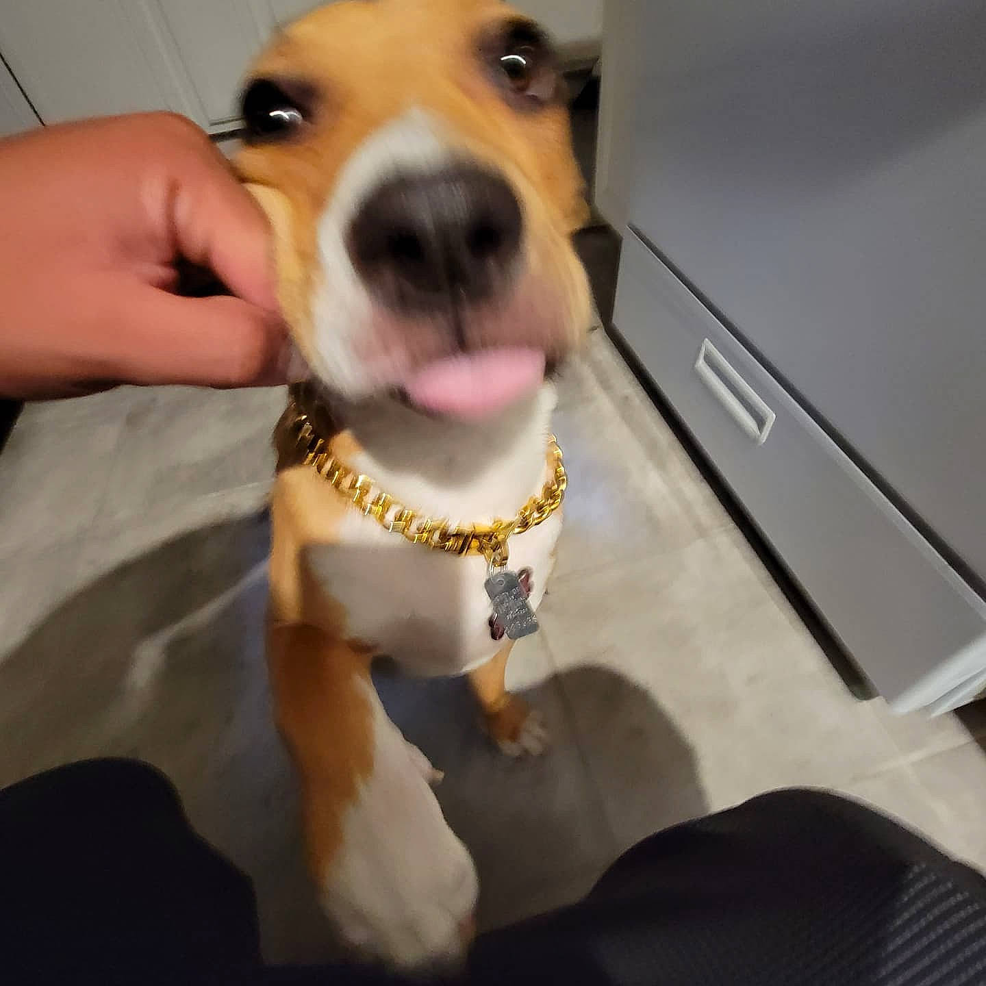 Bella is registered to the contest to win money with this photo: carnivore, collar, companion_dog, dog, dog_breed, dog_collar, ear, fawn, jaw, non_sporting_group, paw, pet_supply, puppy, puppy_love, selfie, snout, sporting_group, whiskers, working_animal, wrist