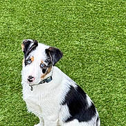 Blue joined the competition — help win amazing prizes! animal, attention, black_and_white, blue_eyes, canine, collar, cute, dog, domestic_animal, fur, grass, looking_up, nature, outdoor, pet, playful, portrait, puppy, sitting, young_dog