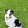 animal, attention, black_and_white, blue_eyes, canine, collar, cute, dog, domestic_animal, fur, grass, looking_up, nature, outdoor, pet, playful, portrait, puppy, sitting, young_dog