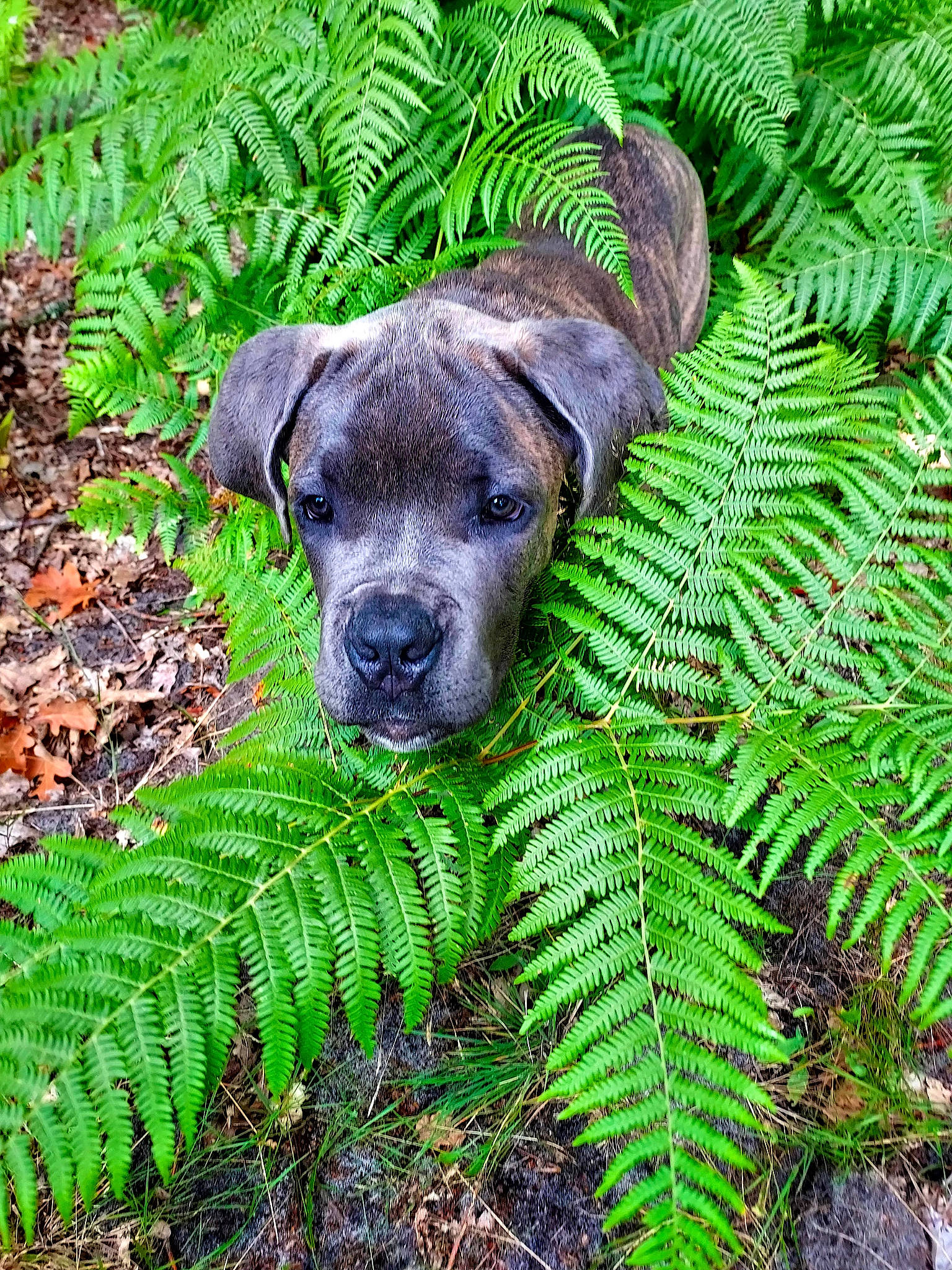 Uttam a rejoint le concours — aidez-le/la à gagner de superbes lots ! canidae, carnivore, companion_dog, dog, dog_breed, fawn, forest, grass, groundcover, herb, landscape, plant, snout, sporting_group, tail, terrestrial_animal, terrestrial_plant, tree, wildlife, working_animal