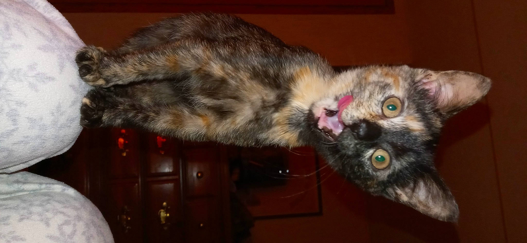 Boogerbutt is registered to the contest to win money with this photo: carnivore, cat, claw, domestic_short_haired_cat, event, felidae, fur, paw, small_to_medium_sized_cats, snout, tail, terrestrial_animal, whiskers