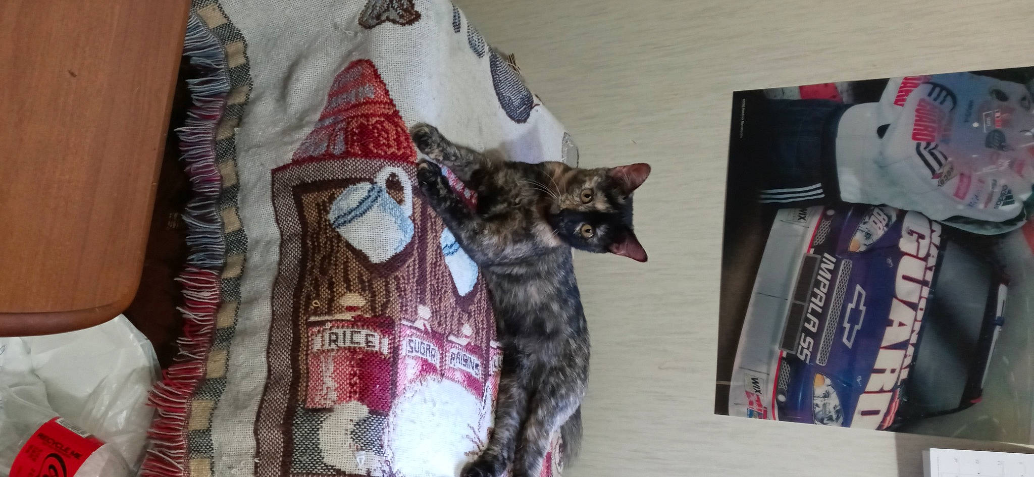 Boogerbutt is registered to the contest to win money with this photo: camouflage, canidae, carmine, carnivore, cat, dog_breed, domestic_short_haired_cat, fawn, felidae, fur, grey, guard_dog, linens, military_camouflage, pattern, room, sleeve, small_to_medium_sized_cats, tail, whiskers