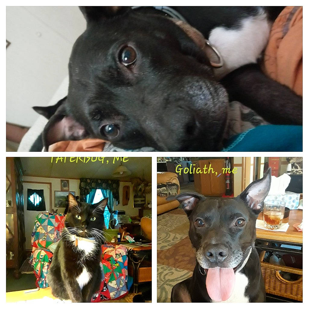 Goliath is registered to the contest to win money with this photo: american_pit_bull_terrier, american_staffordshire_terrier, canidae, carnivore, companion_dog, dog, dog_breed, fawn, french_bulldog, mammal, non_sporting_group, photo_caption, pit_bull, puppy, snout, sporting_group, staffordshire_bull_terrier, vertebrate