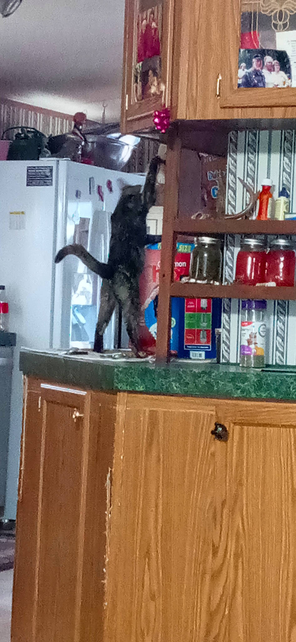 Boogerbutt joined the competition — help win amazing prizes! art, cabinetry, carnivore, cat, domestic_short_haired_cat, felidae, fur, hardwood, home, houseplant, plant, sculpture, shelf, shelving, small_to_medium_sized_cats, tail, tree, whiskers, wood, wood_stain