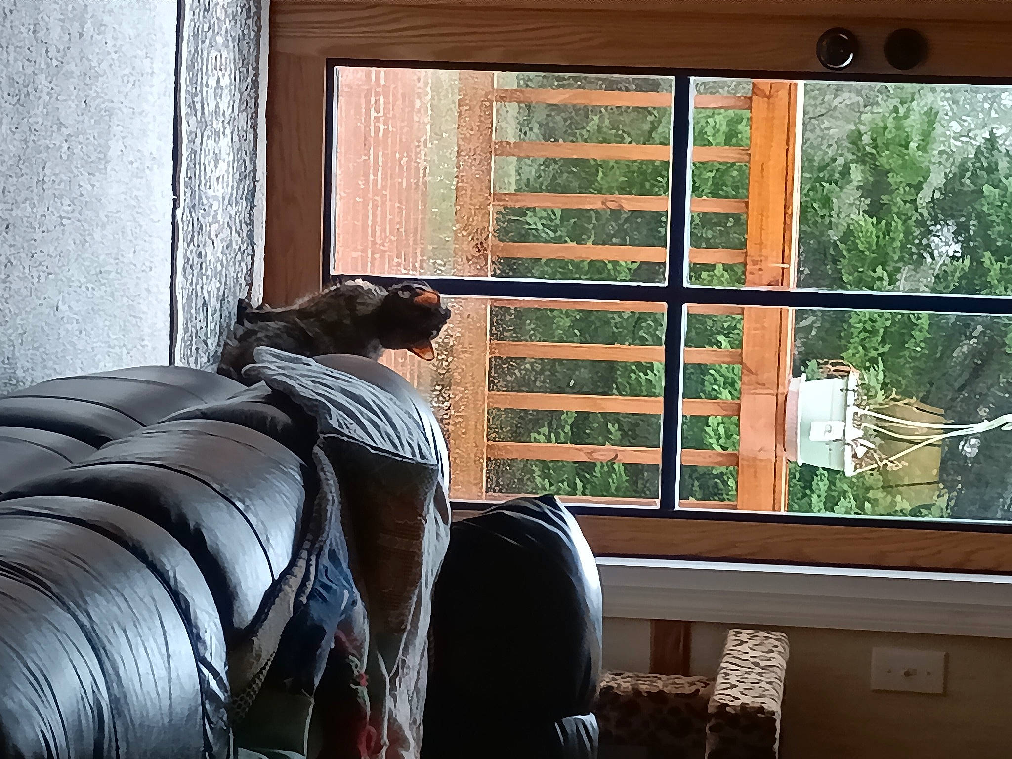 Boogerbutt is registered to the contest to win money with this photo: automotive_tire, backpack, building, comfort, daylighting, hardwood, house, interior_design, luggage_and_bags, room, sash_window, shade, sitting, tints_and_shades, tree, vertebrate, window, window_covering, window_treatment, wood