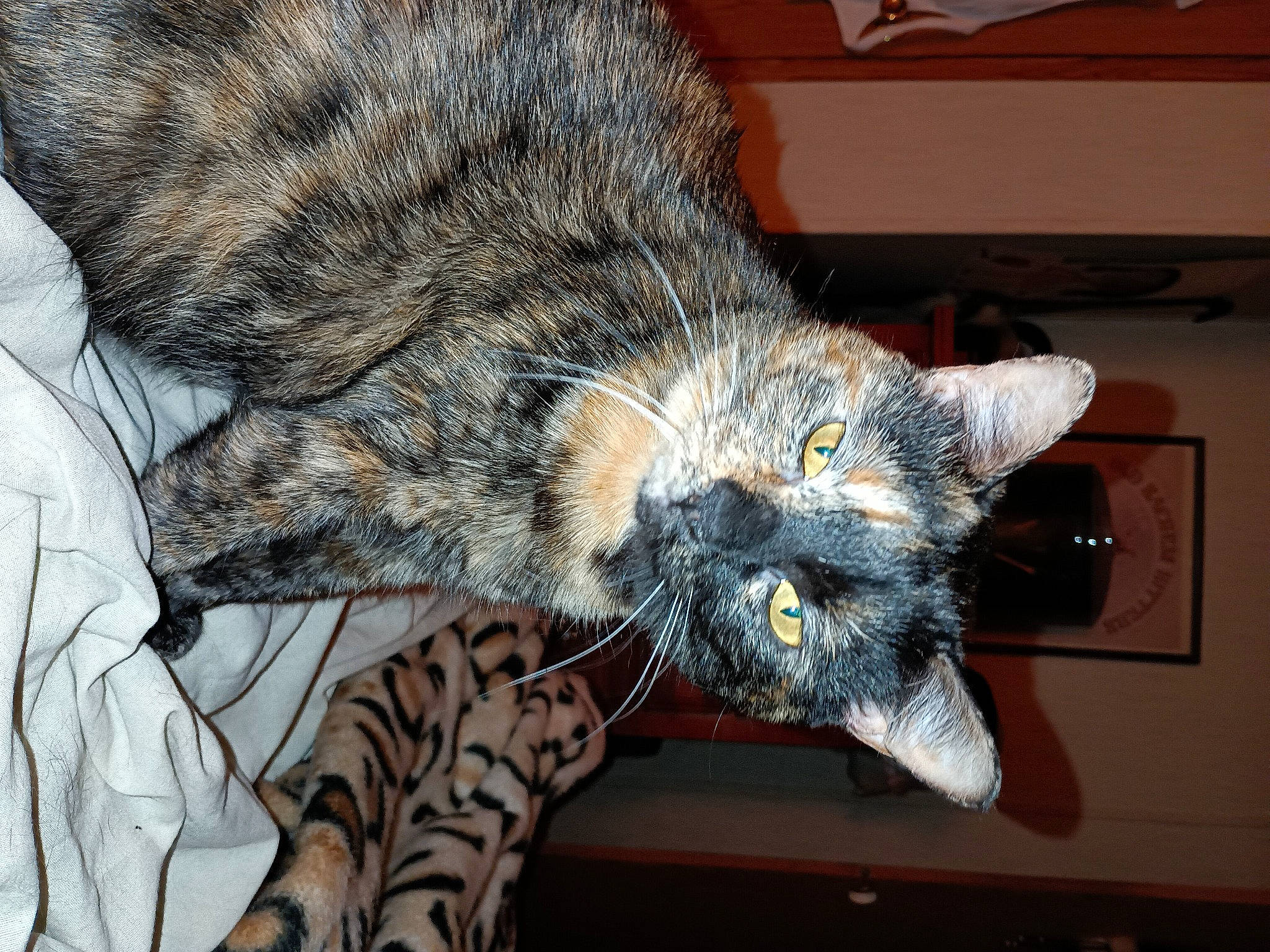 Boogerbutt joined the competition — help win amazing prizes! carnivore, cat, claw, comfort, domestic_short_haired_cat, felidae, fur, mammal, paw, small_to_medium_sized_cats, snout, tail, terrestrial_animal, vertebrate, whiskers