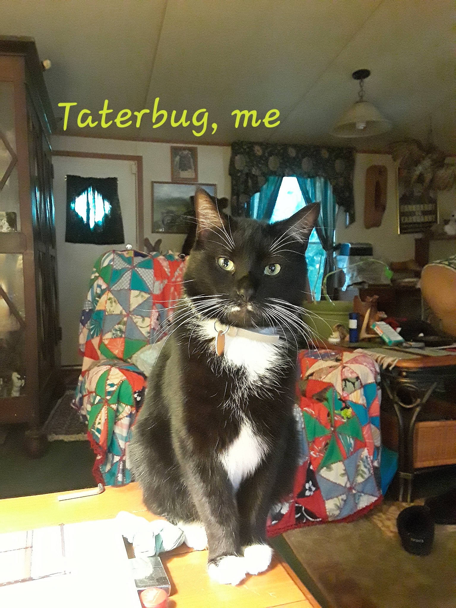 Taterbug joined the competition — help win amazing prizes! asian, carnivore, cat, domestic_short_haired_cat, felidae, formal_wear, fur, small_to_medium_sized_cats, whiskers