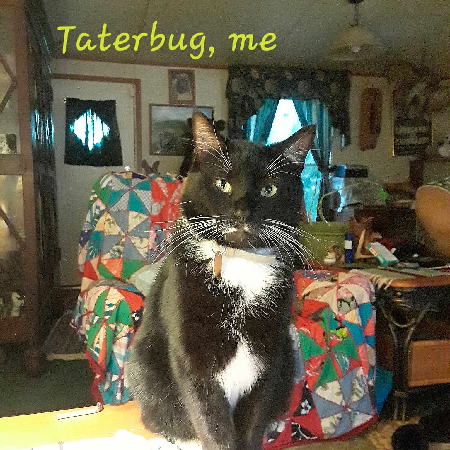 Taterbug