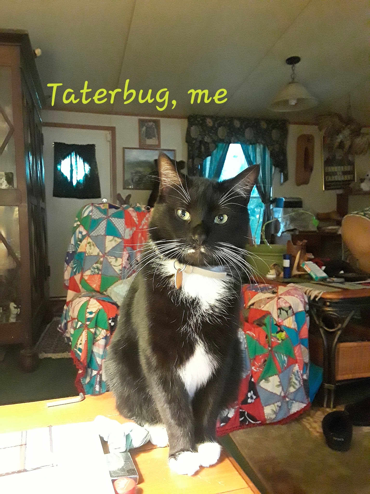 Taterbug