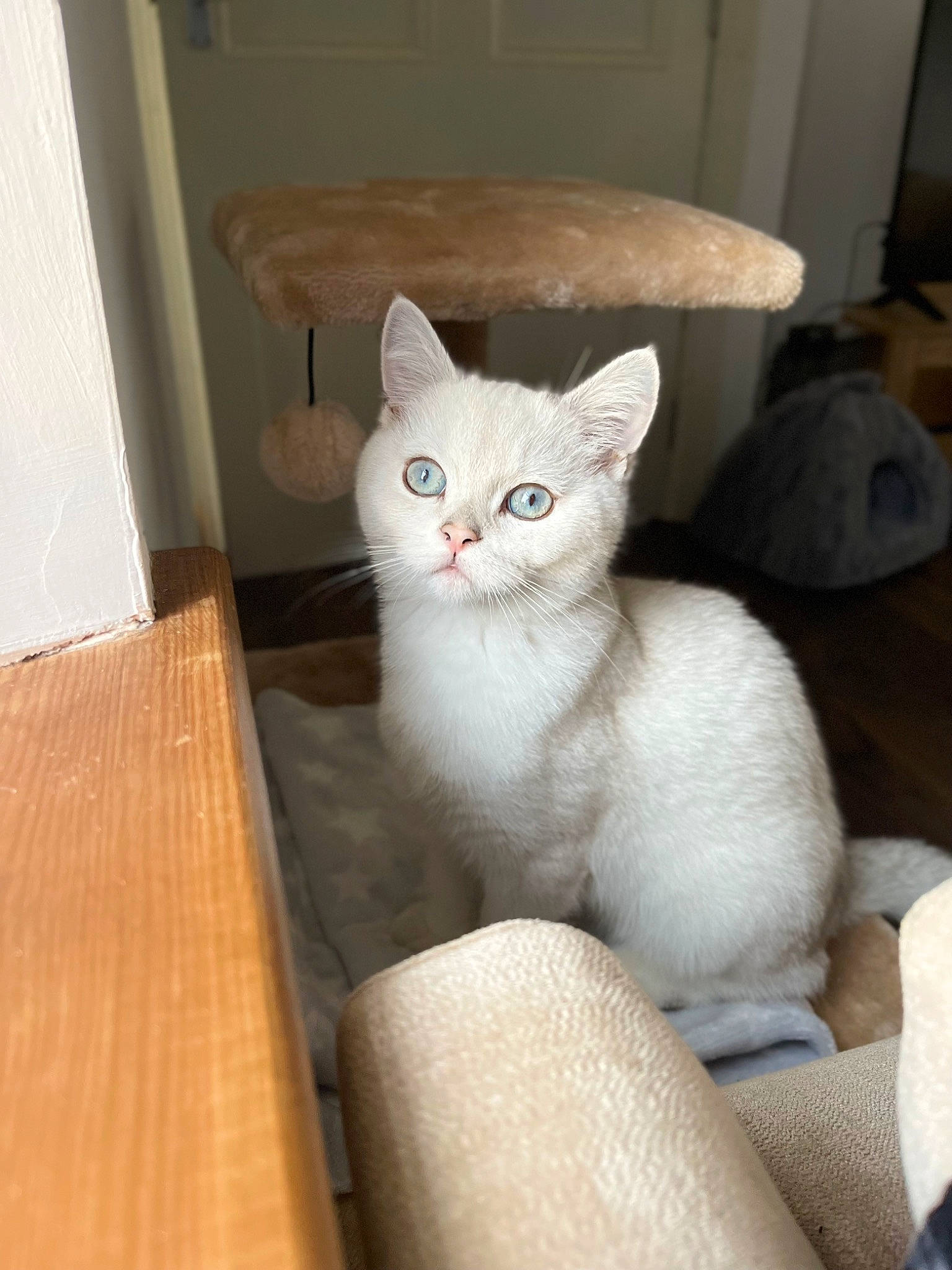 Giovanni joined the competition — help win amazing prizes! carnivore, cat, cat_supply, comfort, domestic_short_haired_cat, felidae, fur, hardwood, plank, small_to_medium_sized_cats, tail, whiskers, wood