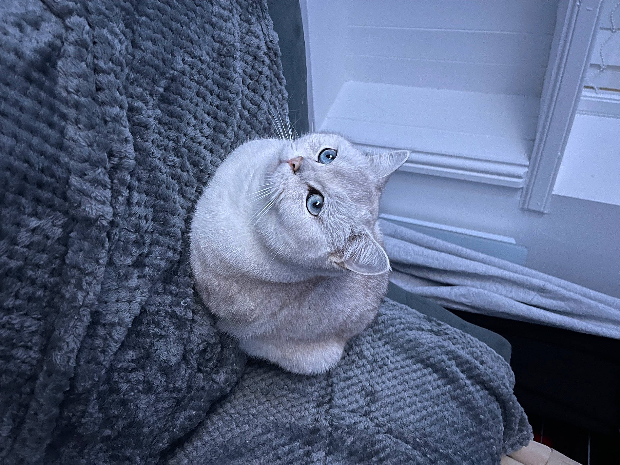 Giovanni joined the competition — help win amazing prizes! art, comfort, electric_blue, fur, grey, hat, linens, pattern, plant, plush, sculpture, stuffed_toy, textile, thread, toy, window, wood, wool, woolen, woven_fabric