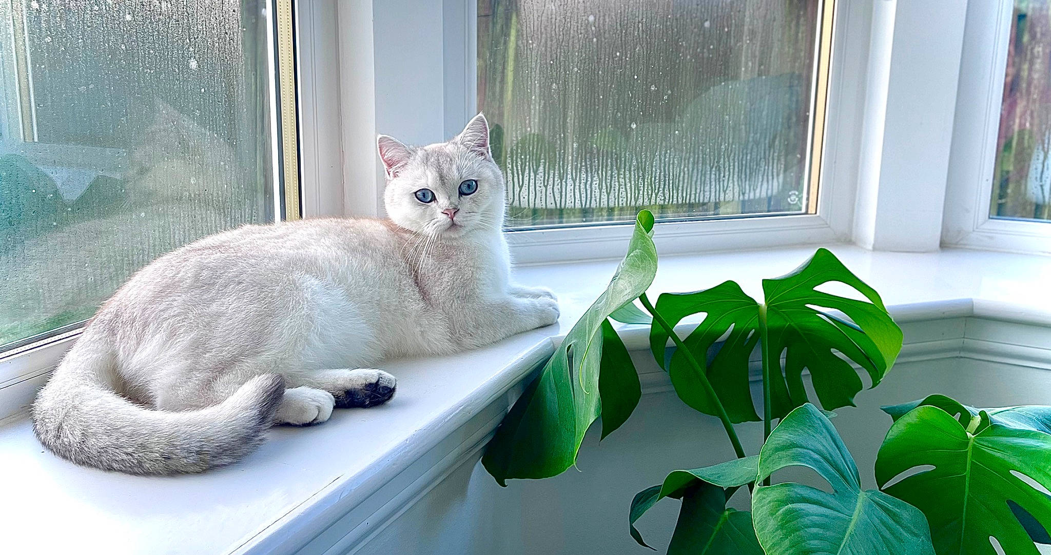 Giovanni is registered to the contest to win money with this photo: animal_shelter, carnivore, cat, comfort, domestic_short_haired_cat, fawn, felidae, fur, houseplant, mammal, paw, plant, small_to_medium_sized_cats, tail, terrestrial_animal, terrestrial_plant, vertebrate, whiskers, window, window_blind