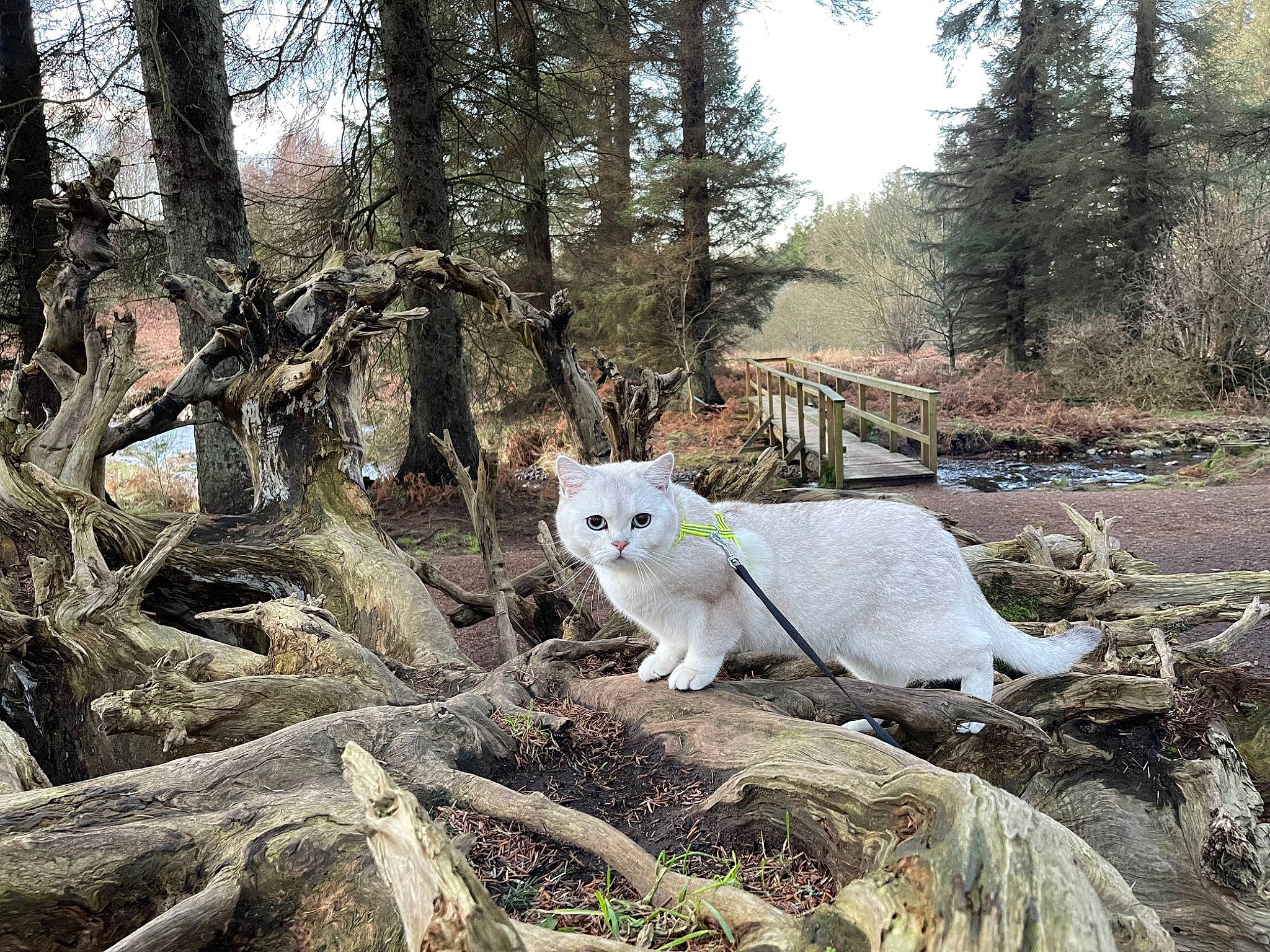 Giovanni joined the competition — help win amazing prizes! carnivore, cat, fawn, felidae, forest, fur, grass, natural_landscape, plant, sky, small_to_medium_sized_cats, tail, terrestrial_animal, tree, trunk, twig, whiskers, wildlife, wood, woodland