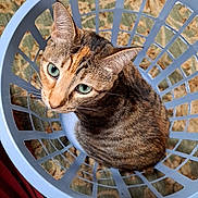 Misha joined the competition — help win amazing prizes! animal, carpet, cat, cozy, curious, cute, ears, feline, floor, green_eyes, home, indoor, laundry_basket, looking_up, pet, plastic_basket, sitting, striped_fur, tabby, whiskers