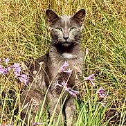 Morocco is registered to the contest to win money with this photo: animal, cat, ears, feline, front_view, fur, garden, grass, gray_cat, greenery, looking_at_camera, nature, outdoors, pet, portrait, purple_flowers, sitting, whiskers, wildflowers, wildlife