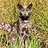 animal, cat, ears, feline, front_view, fur, garden, grass, gray_cat, greenery, looking_at_camera, nature, outdoors, pet, portrait, purple_flowers, sitting, whiskers, wildflowers, wildlife