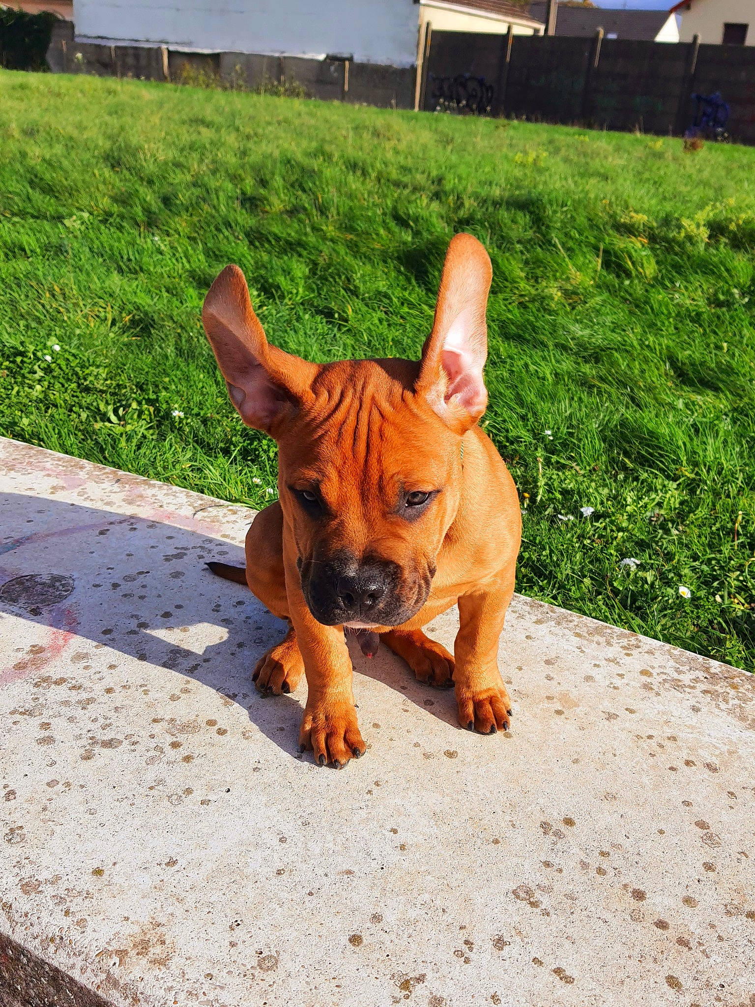 Joker a rejoint le concours — aidez-le/la à gagner de superbes lots ! art, canidae, carnivore, companion_dog, dog, dog_breed, ear, fawn, flooring, grass, guard_dog, liver, plant, snout, sporting_group, tail, terrestrial_animal, toy_dog, wood, working_animal