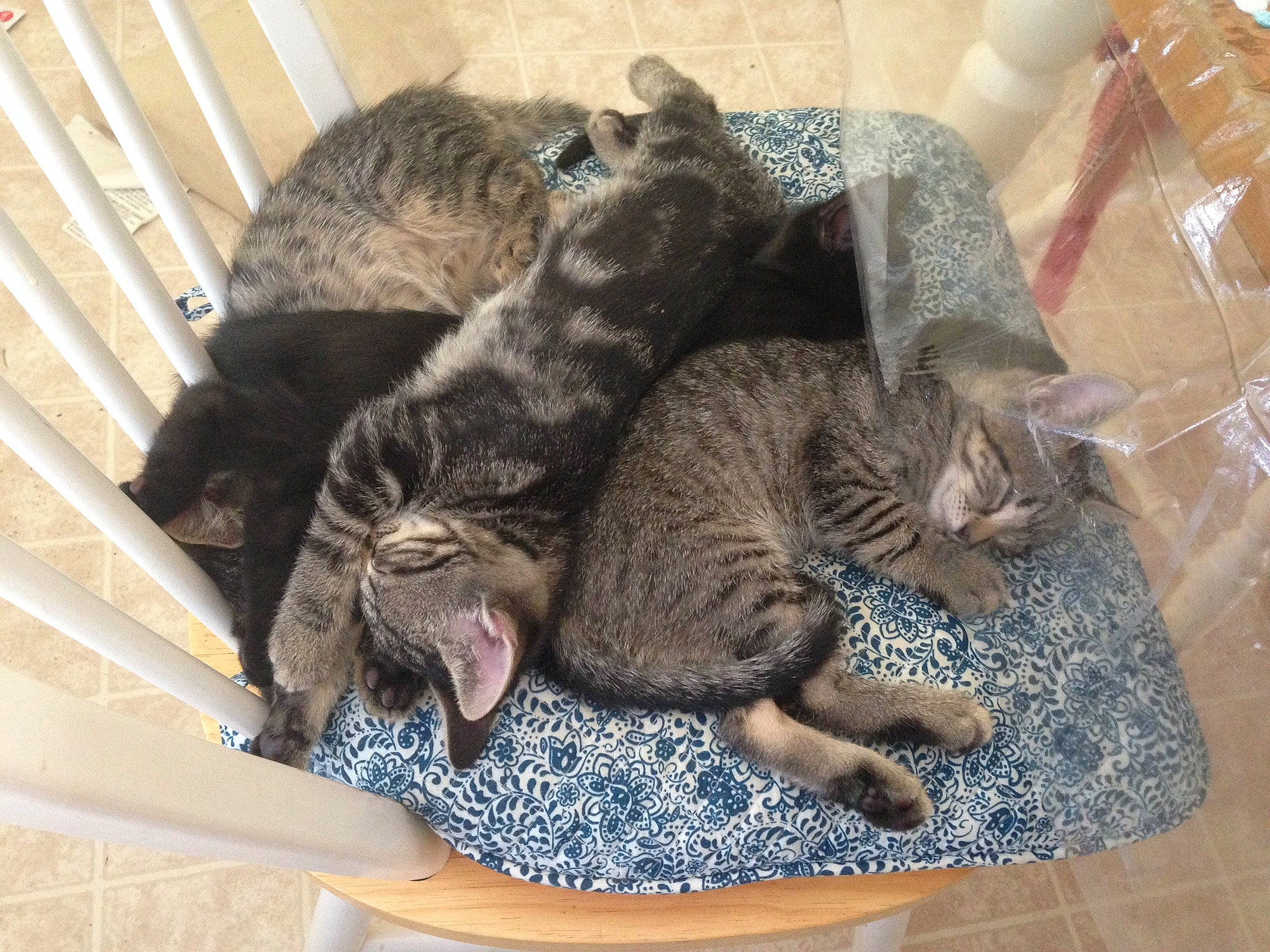 Kittens is registered to the contest to win money with this photo: asian, california_spangled, carnivore, cat, domestic_short_haired_cat, dragon_li, egyptian_mau, european_shorthair, felidae, german_rex, kitten, mammal, nap, ocicat, pixie_bob, small_to_medium_sized_cats, tabby_cat, whiskers