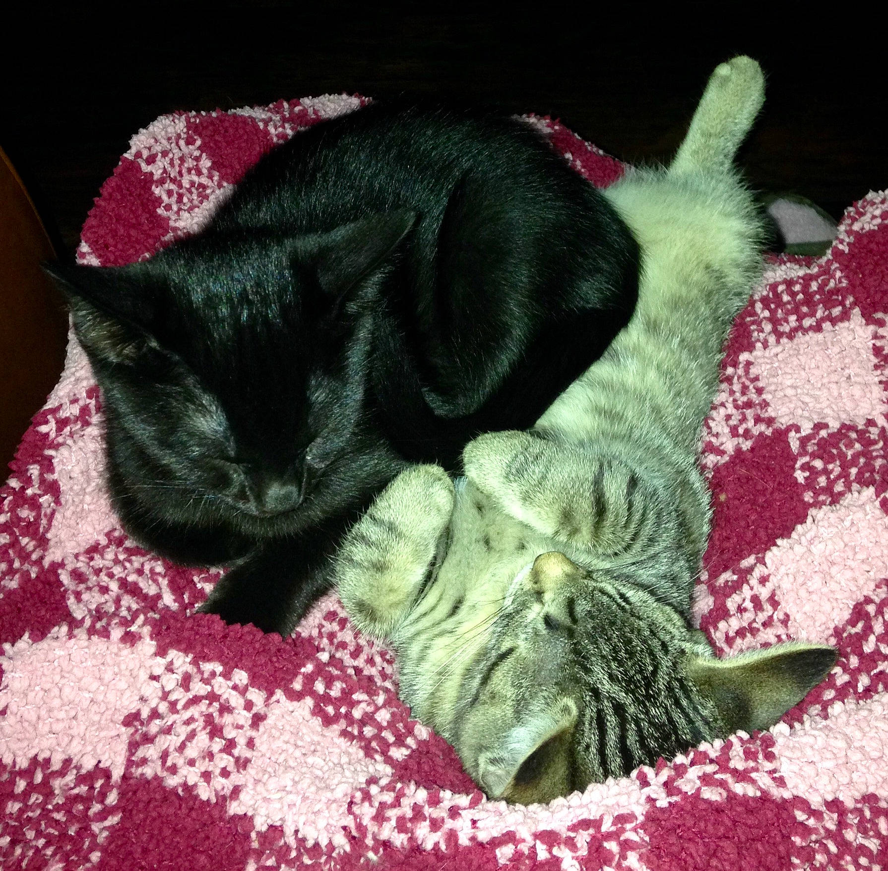 Kittens is registered to the contest to win money with this photo: asian, black_cat, carnivore, cat, cat_bed, chartreux, domestic_short_haired_cat, felidae, fur, kitten, linens, nap, quilt, russian_blue, sleep, small_to_medium_sized_cats, snout, tail, textile, whiskers