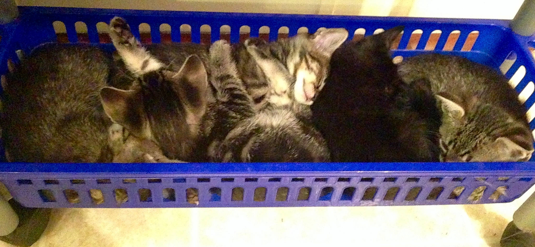 Kittens is registered to the contest to win money with this photo: animal_shelter, carnivore, cat, domestic_short_haired_cat, european_shorthair, felidae, fur, kitten, small_to_medium_sized_cats, tabby_cat, whiskers