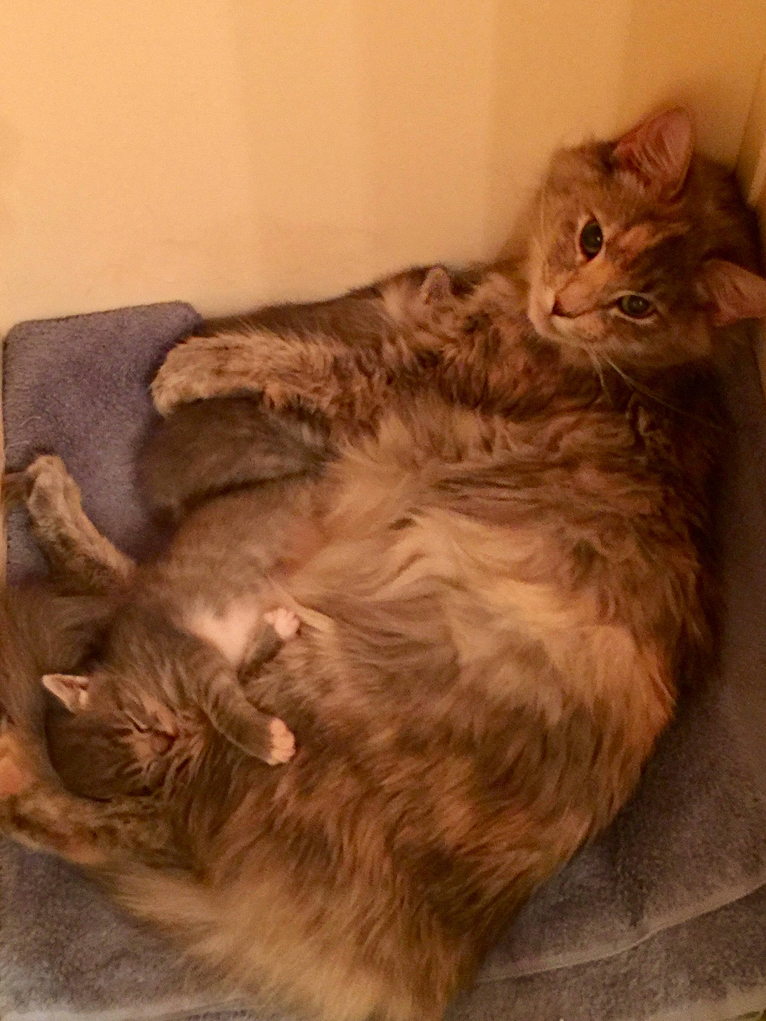 Boñita is registered to the contest to win money with this photo: asian, australian_mist, british_semi_longhair, carnivore, cat, domestic_long_haired_cat, domestic_short_haired_cat, dragon_li, european_shorthair, fawn, felidae, fur, kitten, mammal, nebelung, small_to_medium_sized_cats, somali, tabby_cat, tail, whiskers