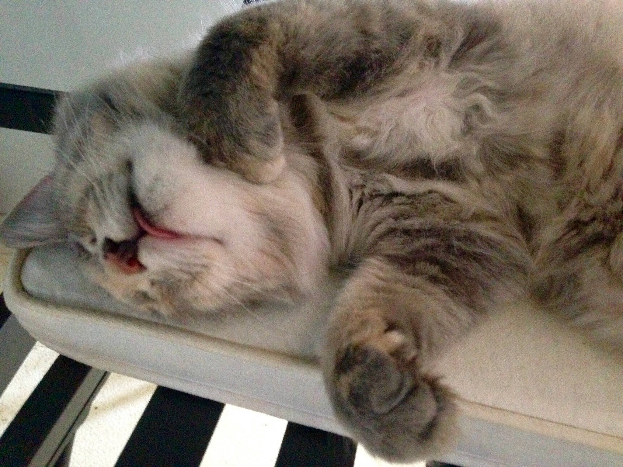 Boñita is registered to the contest to win money with this photo: american_shorthair, asian, carnivore, cat, domestic_short_haired_cat, dragon_li, ear, european_shorthair, felidae, fur, kitten, mammal, nap, paw, polydactyl_cat, sleep, small_to_medium_sized_cats, tabby_cat, whiskers