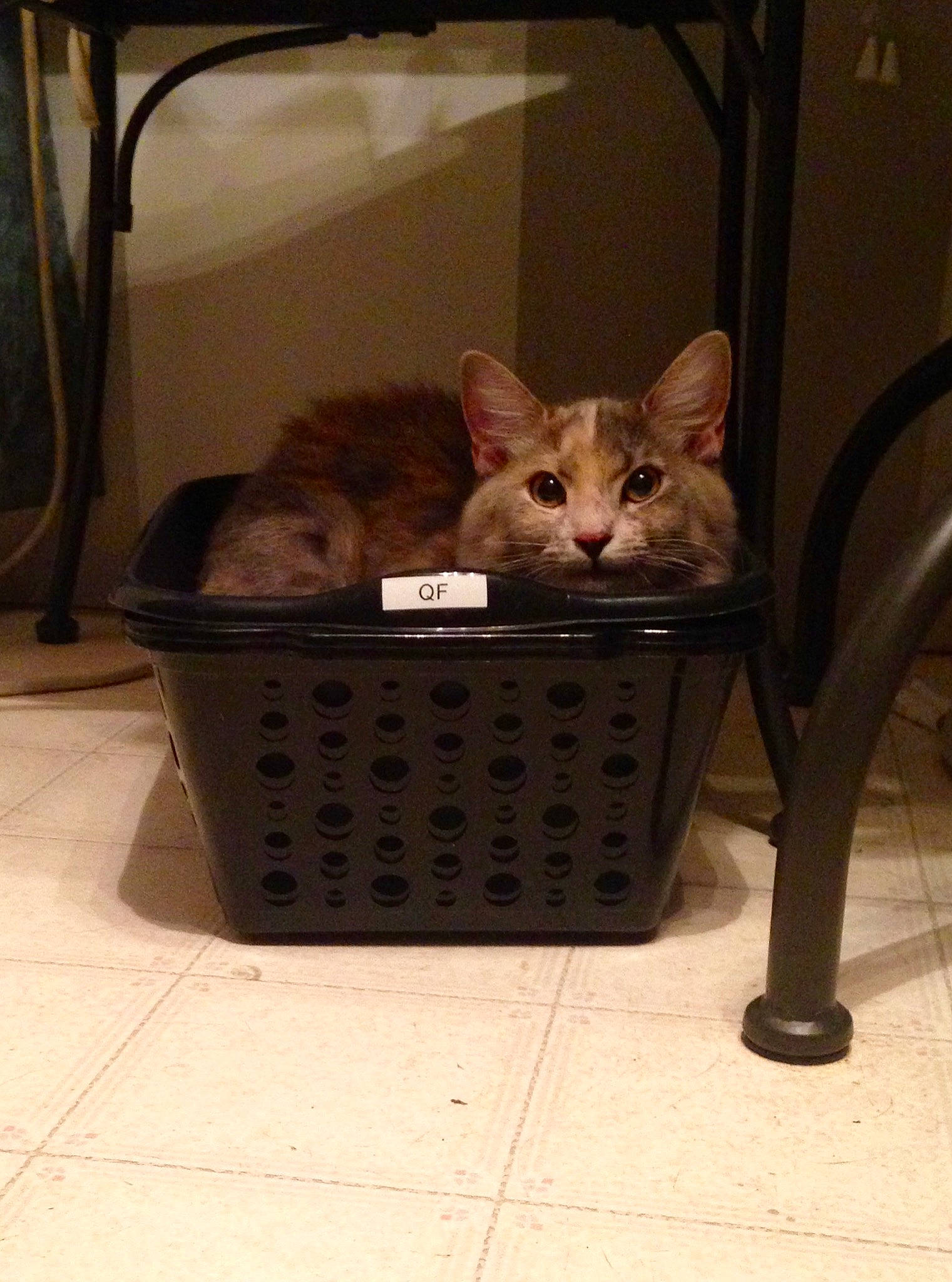 Boñita joined the competition — help win amazing prizes! basket, bengal, carnivore, cat, egyptian_mau, european_shorthair, fawn, felidae, kitten, small_to_medium_sized_cats, waste_container, whiskers