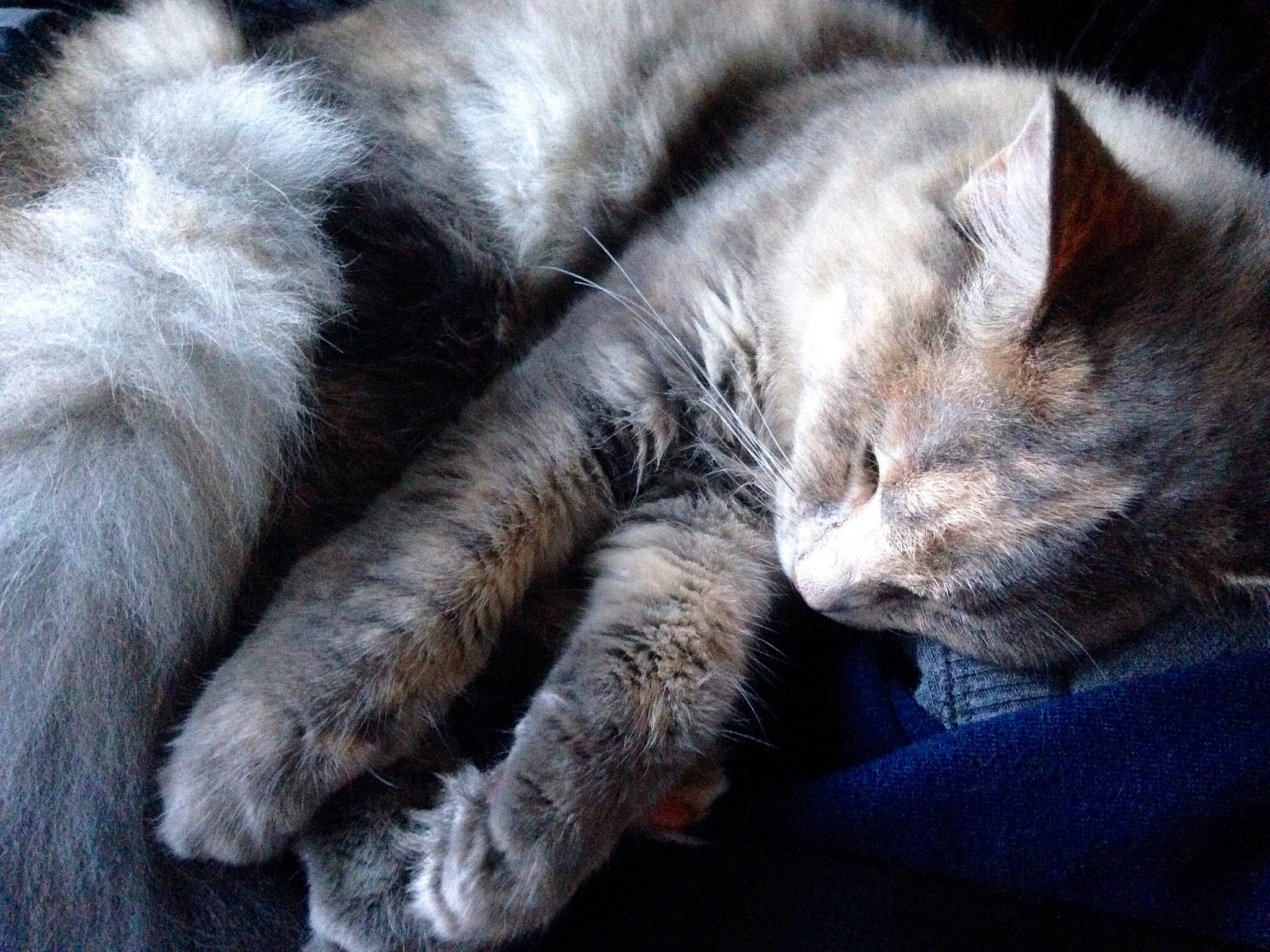 Boñita is registered to the contest to win money with this photo: carnivore, cat, claw, cloud, domestic_short_haired_cat, ear, european_shorthair, felidae, fur, kitten, nap, nose, paw, polydactyl_cat, skin, sky, sleep, small_to_medium_sized_cats, snout, whiskers