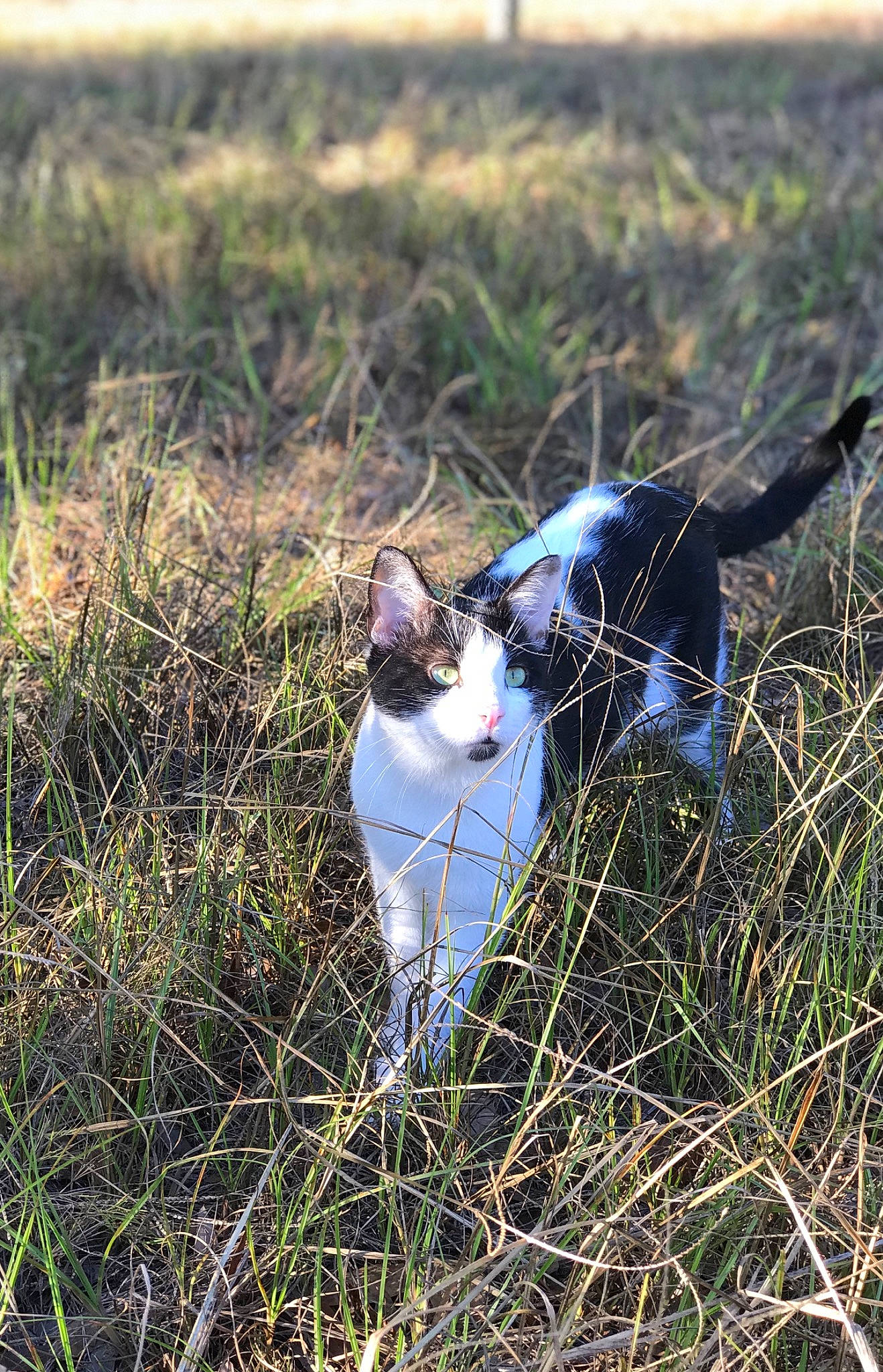 Zorro joined the competition — help win amazing prizes! canidae, carnivore, dog, dog_breed, field_trial, grass, grass_family, hunting_dog, plant, sporting_group