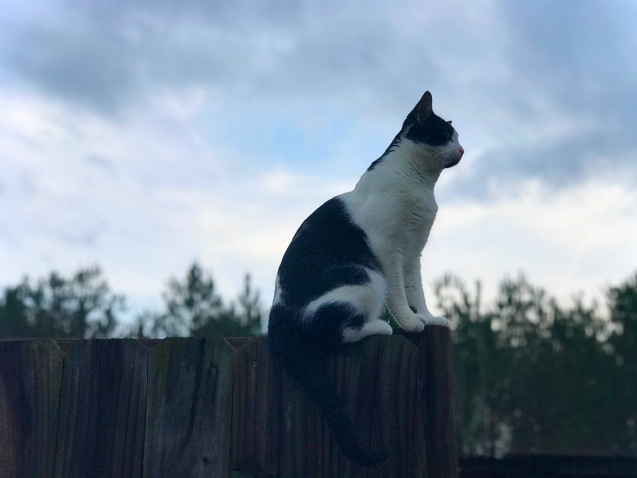 Zorro joined the competition — help win amazing prizes! aegean_cat, black_and_white, carnivore, cat, cloud, domestic_short_haired_cat, felidae, fur, japanese_bobtail, photography, polydactyl_cat, roof, sky, small_to_medium_sized_cats, snout, sunlight, tail, tree, whiskers