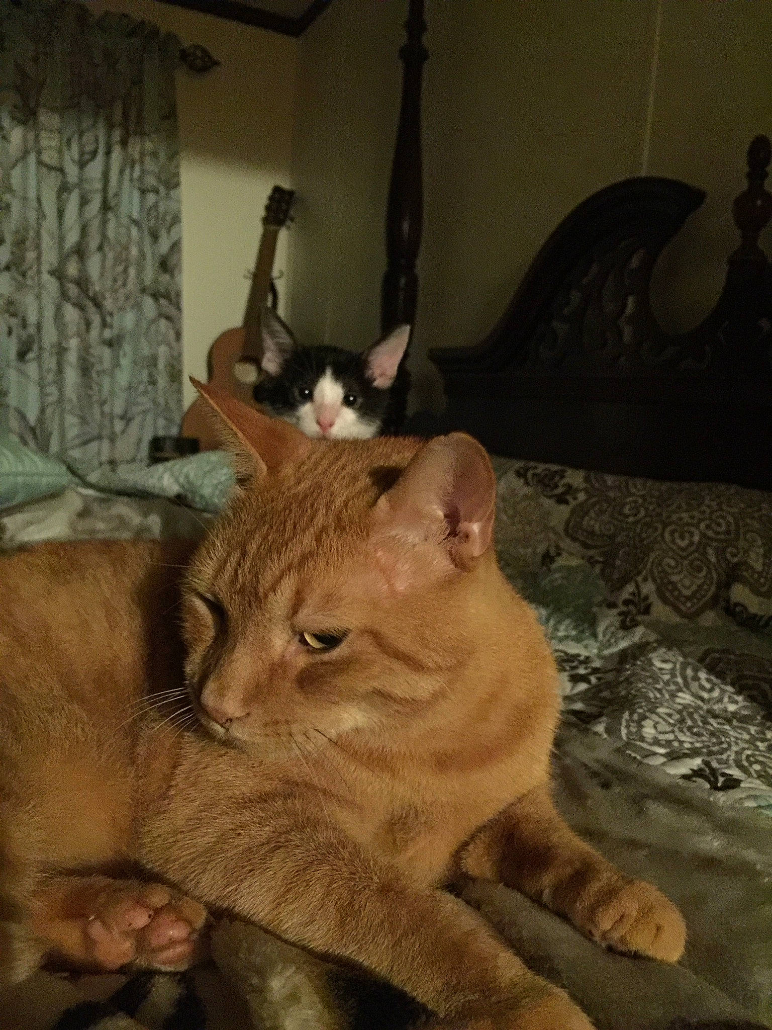 Zorro is registered to the contest to win money with this photo: arabian_mau, asian, australian_mist, carnivore, cat, chausie, domestic_short_haired_cat, european_shorthair, fawn, felidae, german_rex, mammal, ocicat, oriental_longhair, small_to_medium_sized_cats, snout, tabby_cat, vertebrate, whiskers