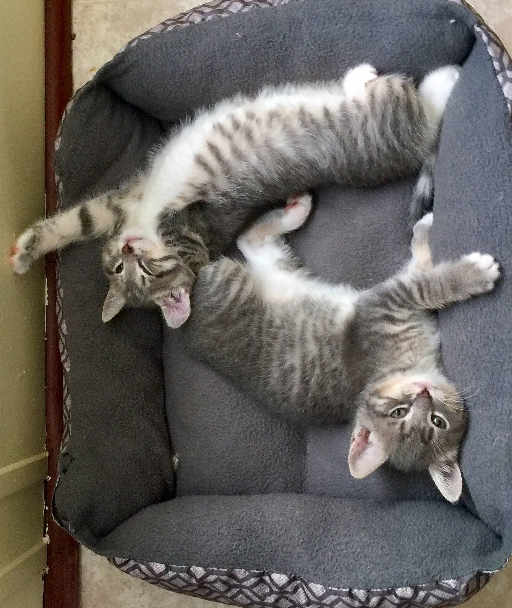 Mittens And Chubb Chubbs joined the competition — help win amazing prizes! british_shorthair, carnivore, cat, cat_bed, comfort, domestic_short_haired_cat, egyptian_mau, european_shorthair, felidae, fur, kitten, mammal, paw, small_to_medium_sized_cats, tabby_cat, tail, whiskers