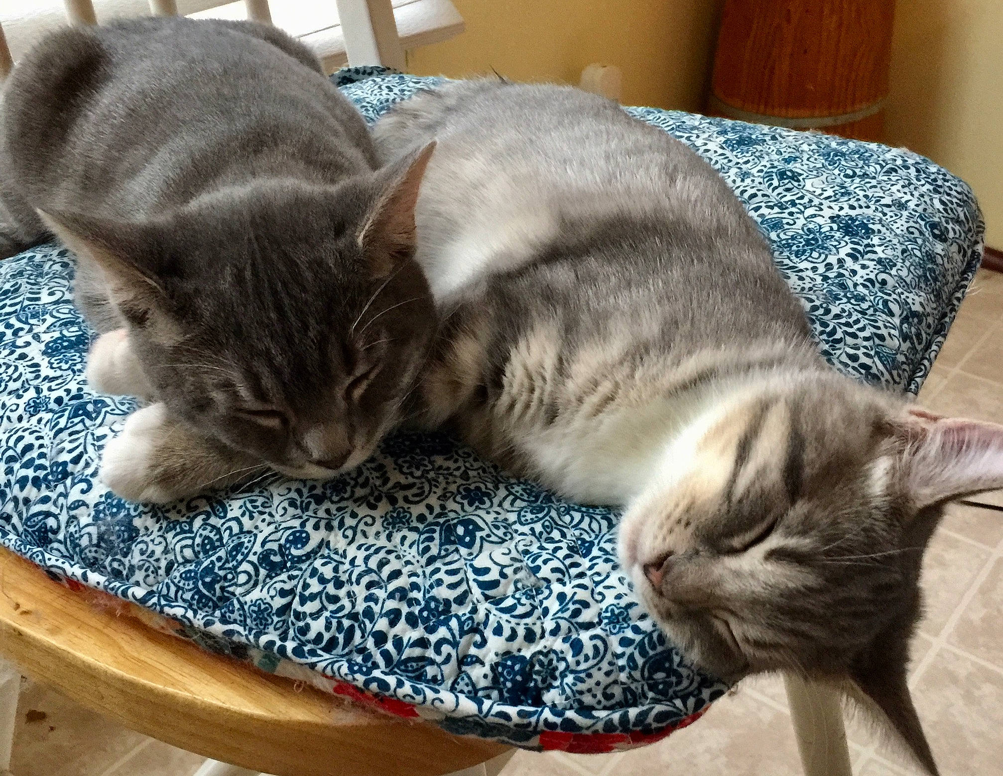 Mittens And Chubb Chubbs