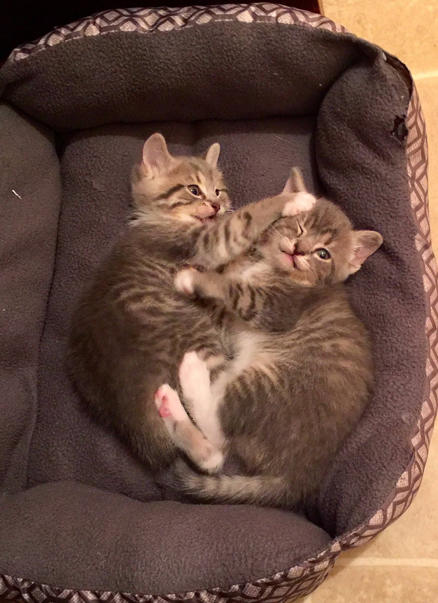 Mittens And Chubb Chubbs is registered to the contest to win money with this photo: american_shorthair, asian, british_shorthair, burmilla, carnivore, cat, cat_bed, comfort, domestic_short_haired_cat, egyptian_mau, european_shorthair, fawn, felidae, fur, kitten, mammal, small_to_medium_sized_cats, tabby_cat, vertebrate, whiskers