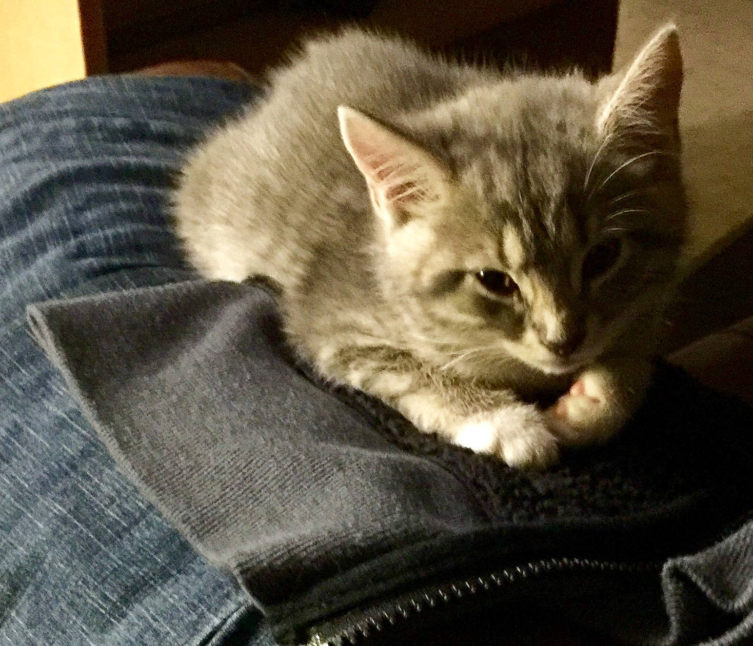 Mittens And Chubb Chubbs is registered to the contest to win money with this photo: american_shorthair, asian, british_semi_longhair, carnivore, cat, claw, domestic_short_haired_cat, dragon_li, european_shorthair, felidae, fur, kitten, mammal, norwegian_forest_cat, pixie_bob, polydactyl_cat, small_to_medium_sized_cats, tabby_cat, vertebrate, whiskers