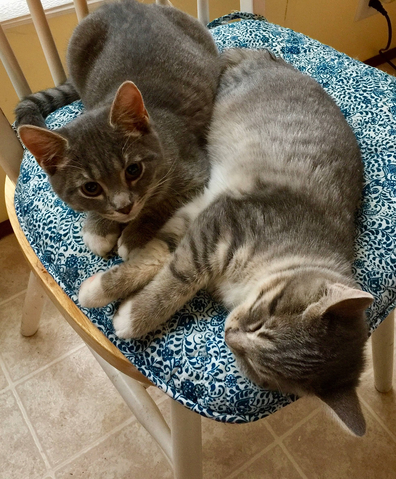 Mittens And Chubb Chubbs joined the competition — help win amazing prizes! american_shorthair, asian, australian_mist, british_shorthair, carnivore, cat, cat_bed, domestic_short_haired_cat, dragon_li, european_shorthair, felidae, fur, kitten, mammal, ocicat, pixie_bob, russian_blue, small_to_medium_sized_cats, tabby_cat, whiskers