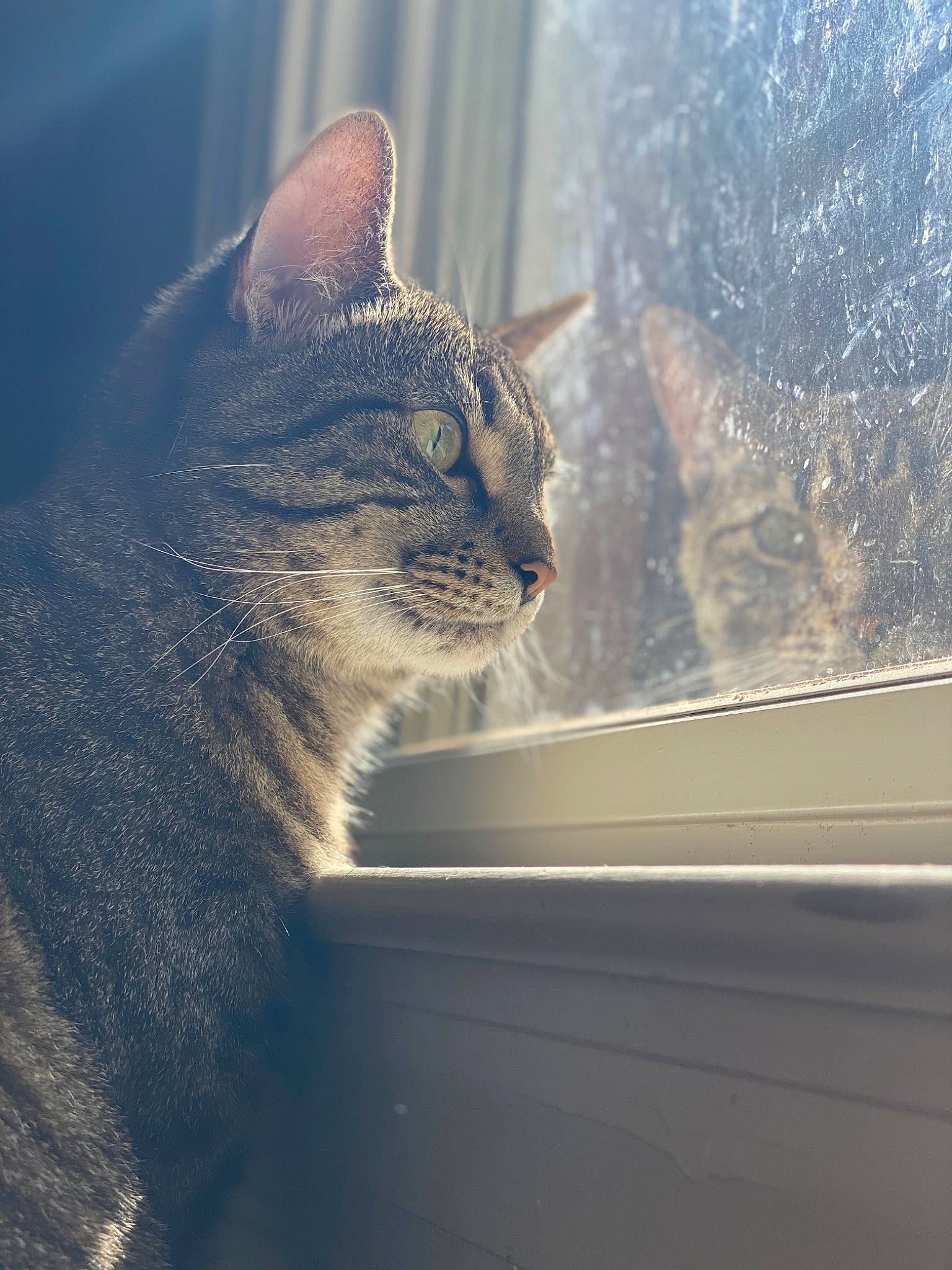 Muffin joined the competition — help win amazing prizes! aegean_cat, asian, carnivore, cat, cloud, domestic_short_haired_cat, european_shorthair, eye, felidae, fur, kitten, morning, sky, small_to_medium_sized_cats, snout, sunlight, tabby_cat, whiskers, window