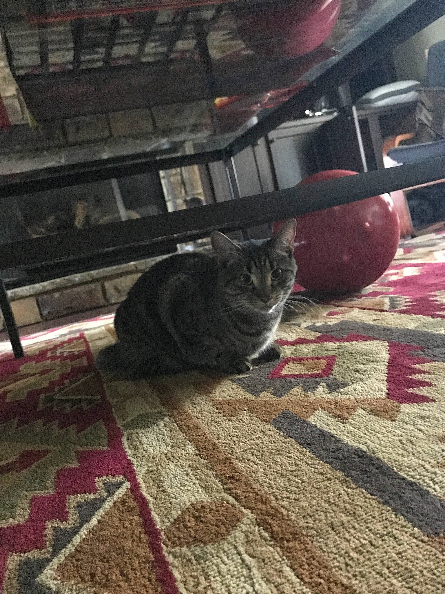 Muffin is registered to the contest to win money with this photo: carpet, cat, domestic_short_haired_cat, fawn, felidae, floor, flooring, fur, kitten, small_to_medium_sized_cats, snout, tail, whiskers